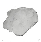 La Fate 1B Homo neanderthalensis parietal fragment view 2