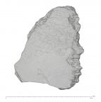 La Fate 1D Homo neanderthalensis cranial fragment 1