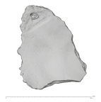 La Fate 1D Homo neanderthalensis cranial fragment 2