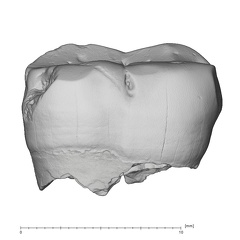La Fate 6 Homo neanderthalensis LRM buccal