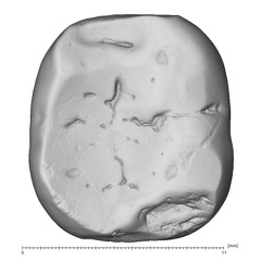 La Fate 6 Homo neanderthalensis LRM occlusal
