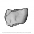 La Fate 9 Homo neanderthalensis molar occlusal