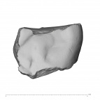 La Fate 9 Homo neanderthalensis molar occlusal