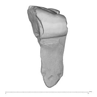 La Fate 9 Homo neanderthalensis molar side view