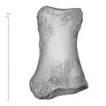 SLuciaSup_97_579_Homo_neanderthalensis_right_first_proximal_foot_phalanx_dorsal.jpg