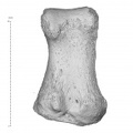 SLuciaSup 97 579 Homo neanderthalensis right first proximal foot phalanx plantar