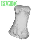 SLuciaSup 97 579 Homo neanderthalensis right first proximal foot phalanx ply