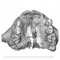 La Quina H18 Homo neanderthalensis maxilla inferior