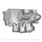 La Quina H18 Homo neanderthalensis maxilla lateral