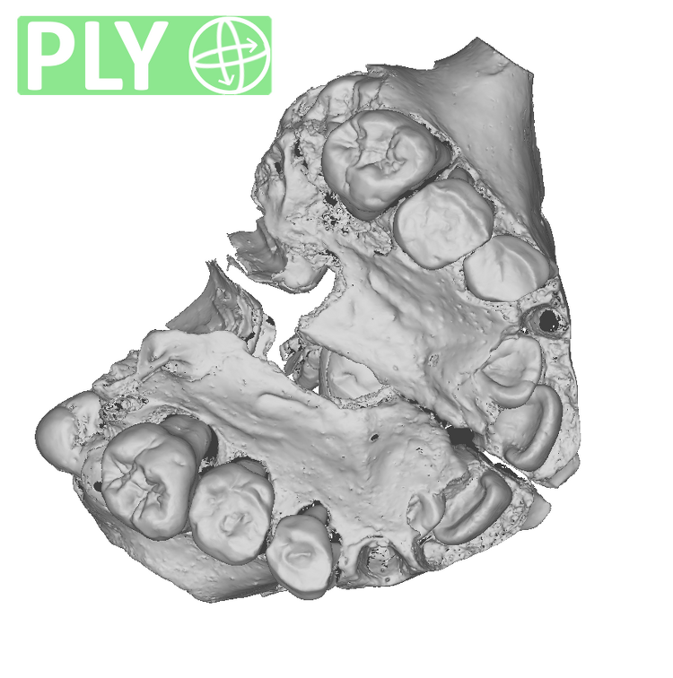 La Quina H18 Homo neanderthalensis maxilla ply