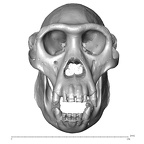 CCEC-50001988 Gorilla gorilla skull anterior