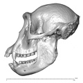 CCEC-50001988 Gorilla gorilla skull lateral