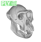 CCEC-50001988 Gorilla gorilla skull ply