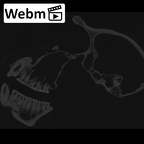 CCEC-50001988 Gorilla gorilla skull webm