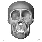 CCEC-50001994 Gorilla gorilla skull anterior