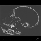 CCEC-50001994 Gorilla gorilla skull ct slice