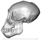 CCEC-50001994 Gorilla gorilla skull lateral