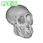 CCEC-50001994 Gorilla gorilla skull ply
