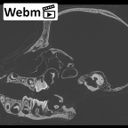 CCEC-50001994 Gorilla gorilla skull webm