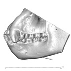 CCEC unknown number Gorilla gorilla dentition lateral