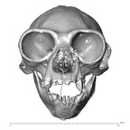 CCEC-50001733 Hylobates agilis skull anterior
