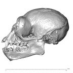 CCEC-50001733 Hylobates agilis skull lateral