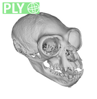 CCEC-50001733 Hylobates agilis skull ply