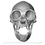 CCEC-50001909 Hylobates lar skull anterior