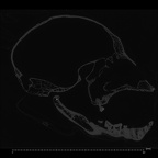 CCEC-50001909 Hylobates lar skull ct slice