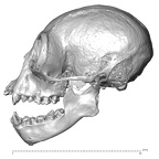 CCEC-50001909 Hylobates lar skull lateral