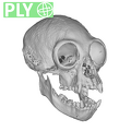 CCEC-50001909 Hylobates lar skull ply