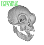 CCEC-50001909 Hylobates lar skull ply