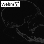 CCEC-50001909 Hylobates lar skull webm