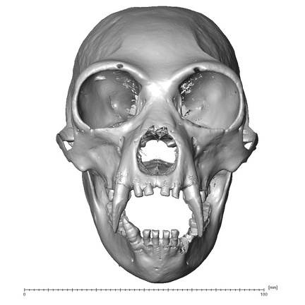 CCEC-50001912 Hylobates syndactylus skull anterior
