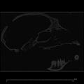 CCEC-50001912 Hylobates syndactylus skull ct slice