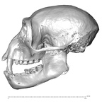 CCEC-50001912 Hylobates syndactylus skull lateral