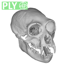 CCEC-50001912 Hylobates syndactylus skull ply