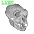 CCEC-50001912 Hylobates syndactylus skull ply