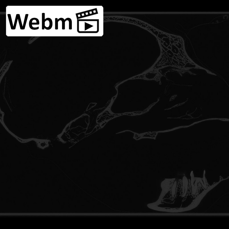 CCEC-50001912 Hylobates syndactylus skull webm