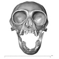 CCEC-50001913 Hylobates agilis skull anterior