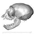 CCEC-50001913_Hylobates_agilis_skull_lateral.jpg