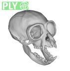 CCEC-50001913 Hylobates agilis skull ply