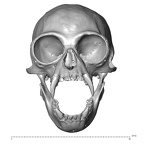CCEC-50001914 Hylobates lar skull anterior