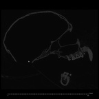 CCEC-50001914 Hylobates lar skull ct slice