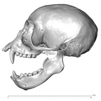 CCEC-50001914 Hylobates lar skull lateral