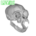 CCEC-50001914 Hylobates lar skull ply