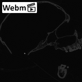 CCEC-50001914 Hylobates lar skull webm
