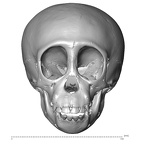 CCEC-50001738 Pan skull anterior