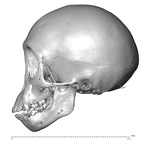 CCEC-50001738 Pan skull lateral