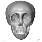 CCEC-50001746 Pan skull anterior